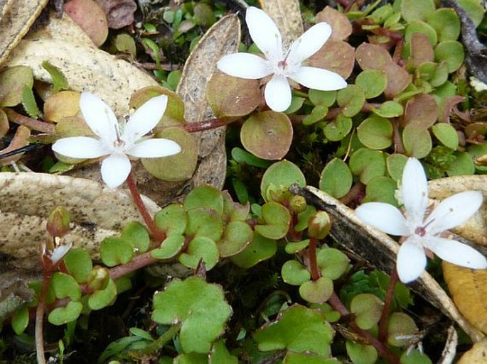 Anagallis peploides