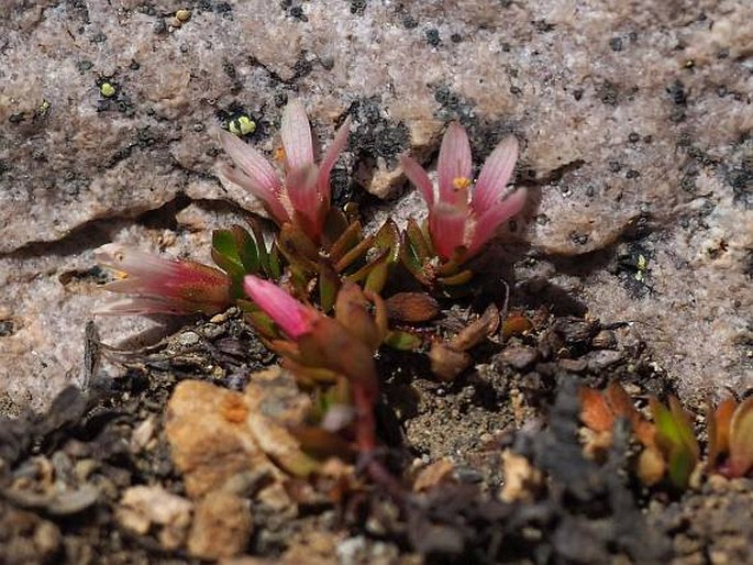 Anagallis alternifolia