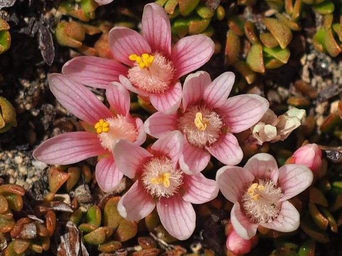 Anagallis alternifolia