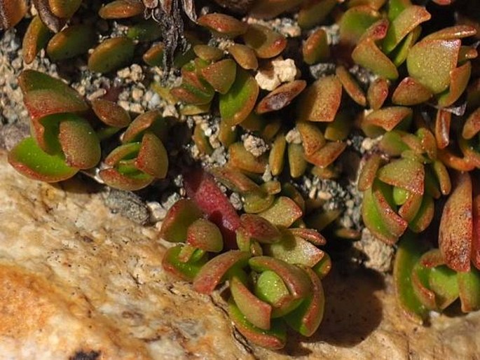 Anagallis alternifolia