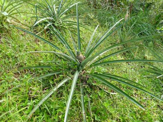 Ananas comosus