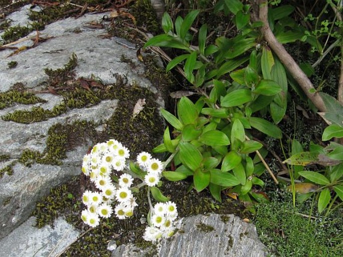 Anaphalioides trinervis