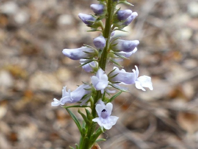 Anarrhinum bellidifolium