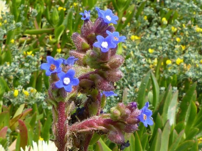 Anchusa calcarea