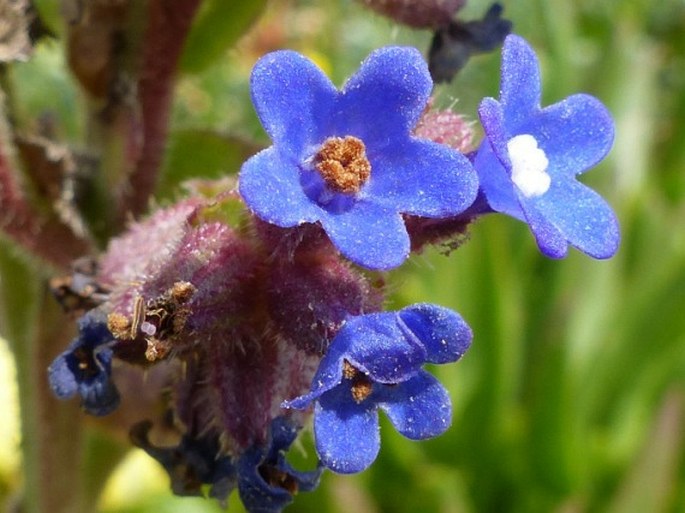 Anchusa calcarea