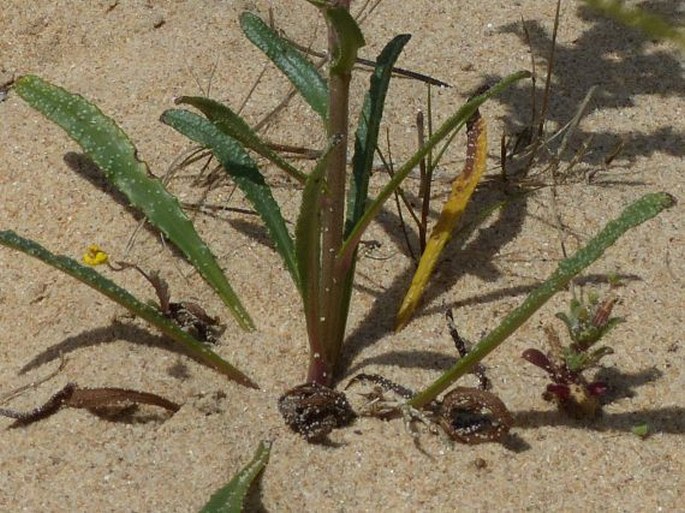 Anchusa calcarea