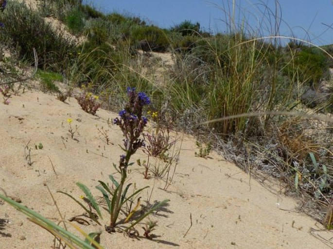 Anchusa calcarea