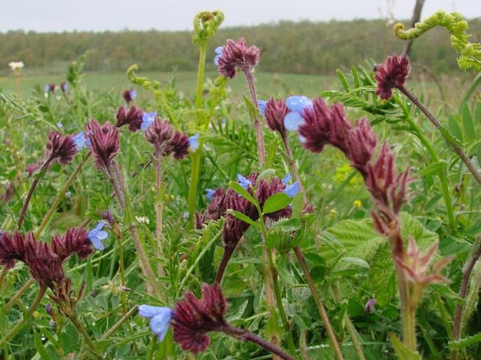 Anchusa cretica