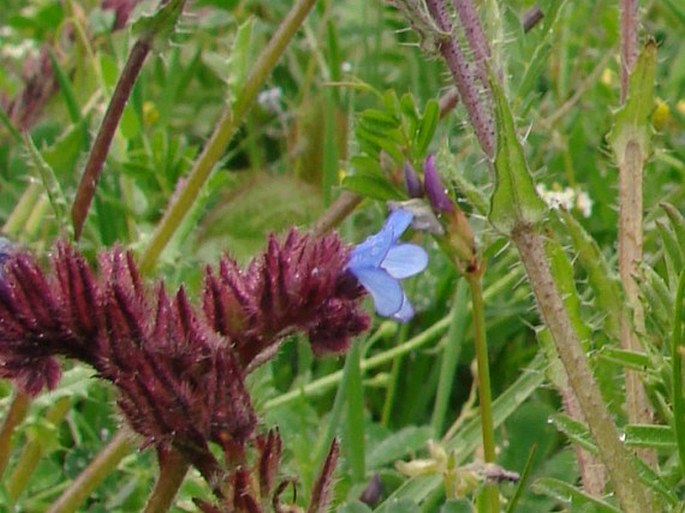 Anchusa cretica