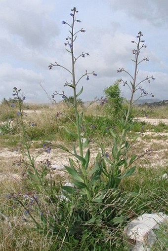 Anchusa strigosa