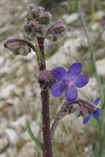 Anchusa strigosa