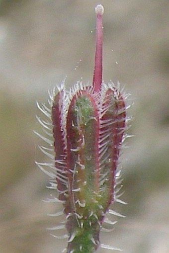 Anchusa strigosa