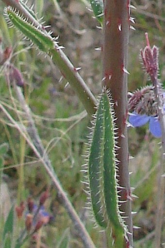 Anchusa strigosa