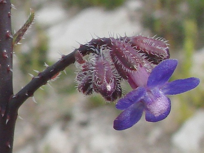 Anchusa strigosa