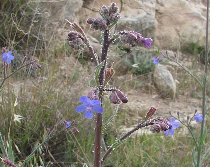 Anchusa strigosa