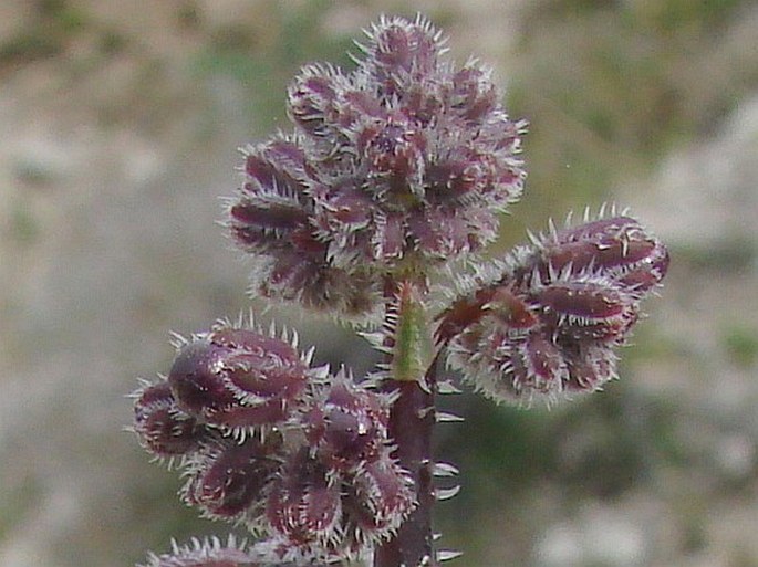 Anchusa strigosa