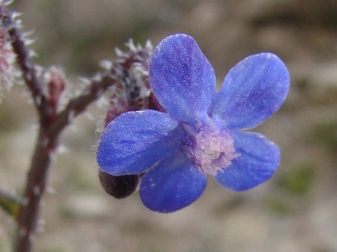 Anchusa strigosa