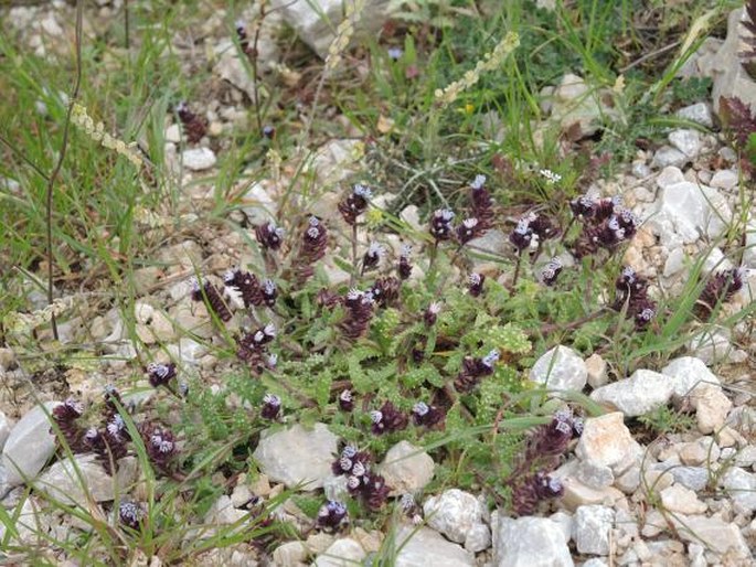 Anchusa variegata