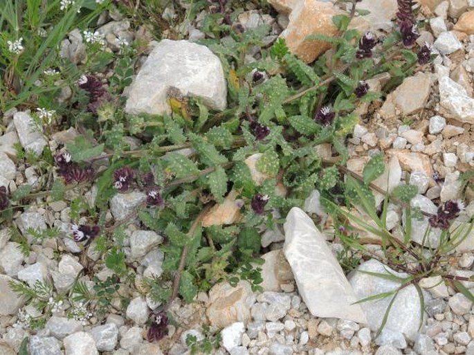 Anchusa variegata