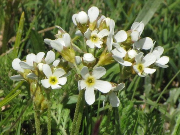 ANDROSACE ARMENIACA Duby – pochybek / pochybok