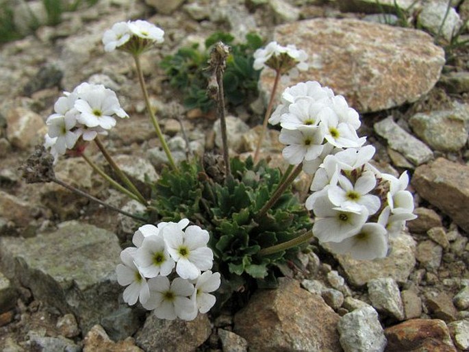 ANDROSACE ALBANA Steven – pochybek / pochybok