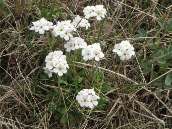 Androsace albana