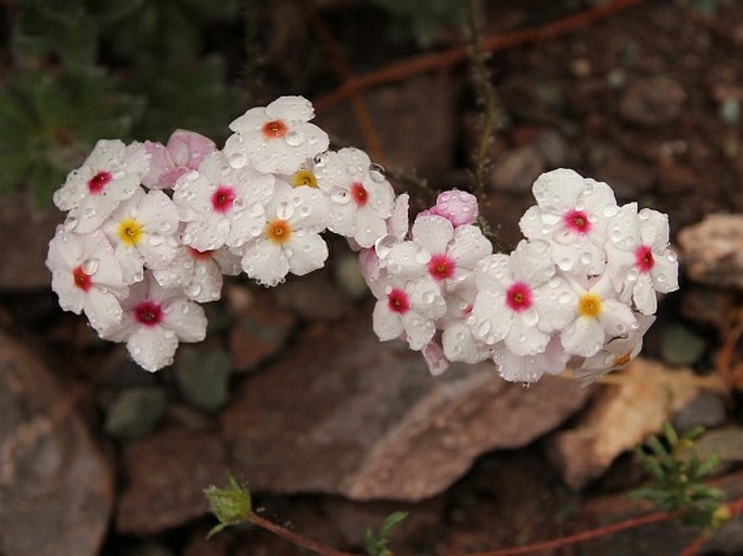 ANDROSACE JACQUEMONTII var. ROBUSTA (R. Knuth) Govaerts – pochybek / pochybok