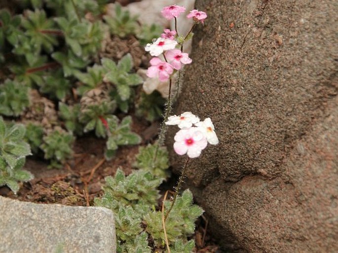 Androsace jacquemontii var. robusta