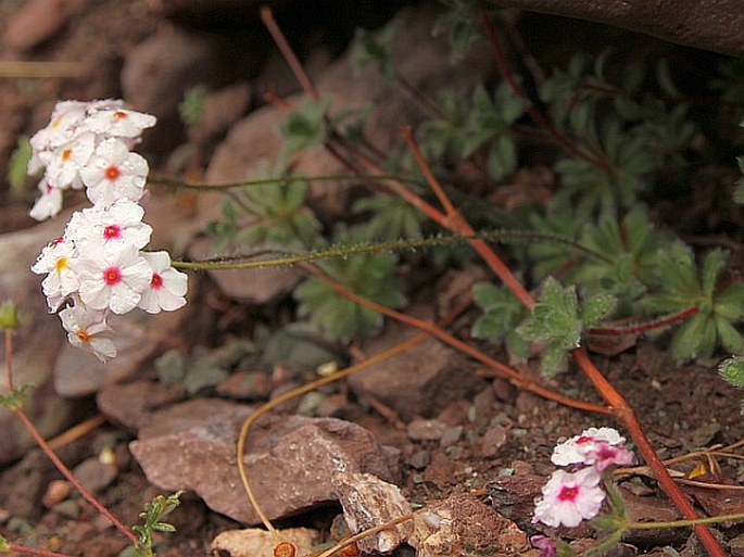 Androsace jacquemontii var. robusta