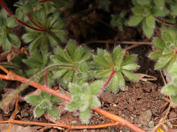 Androsace jacquemontii var. robusta