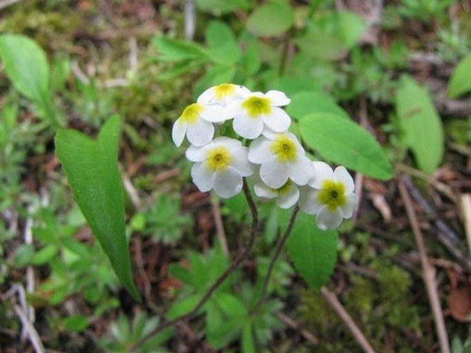 Androsace lehmanniana