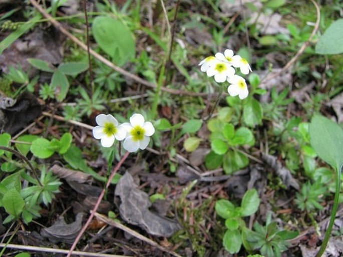 Androsace lehmanniana