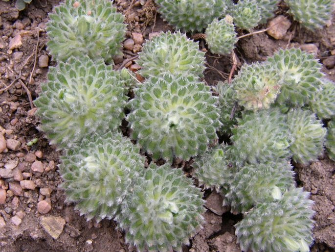 Androsace sarmentosa