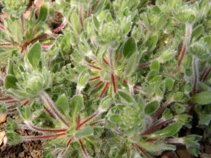 Androsace sarmentosa