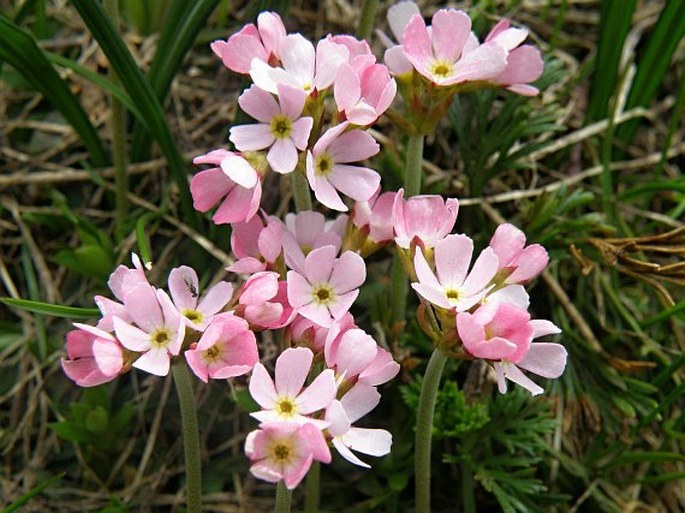 ANDROSACE HEDREANTHA Griseb. – pochybek / pochybok