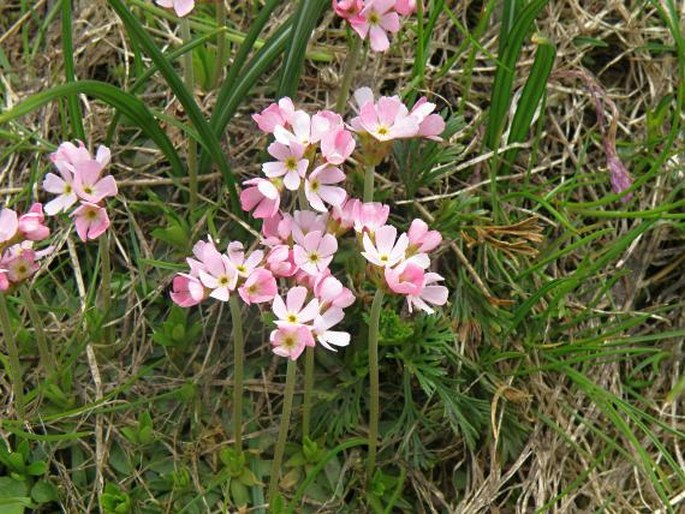 Androsace hedreantha