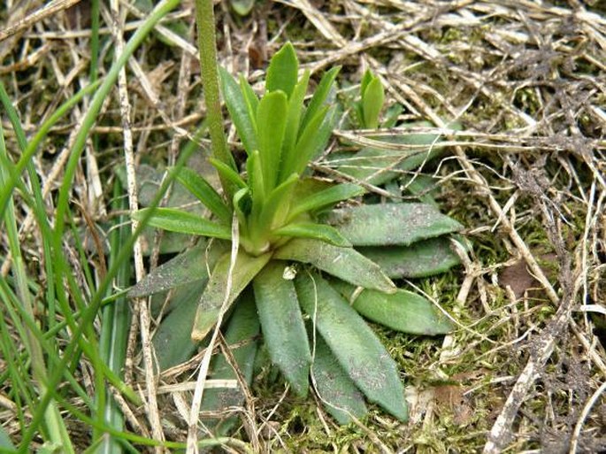 Androsace hedreantha