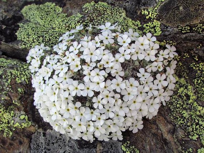 ANDROSACE VANDELLII (Turra) Chiov. – pochybek / pochybok