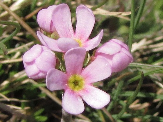 ANDROSACE PUBERULA Jord. et Fourr. – pochybek / pochybok