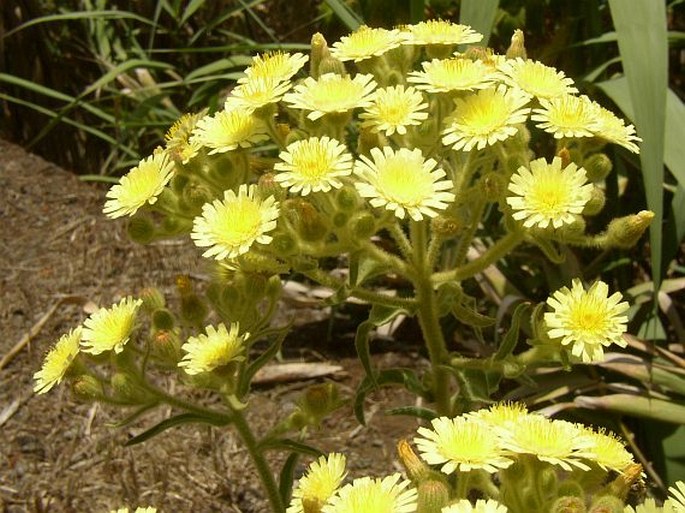 Andryala integrifolia