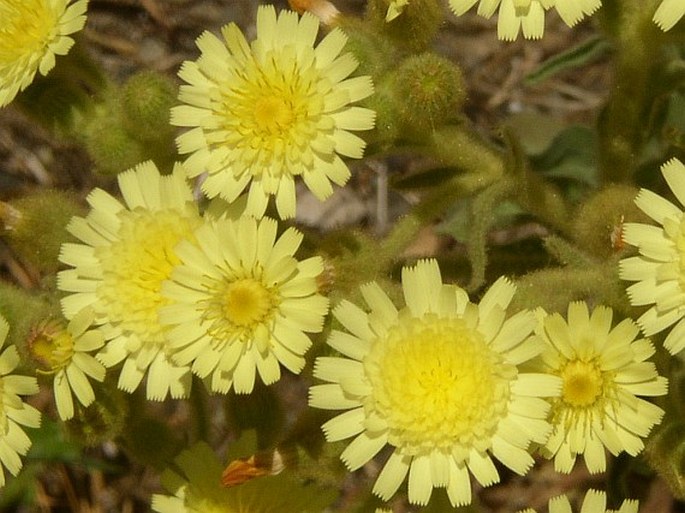 Andryala integrifolia