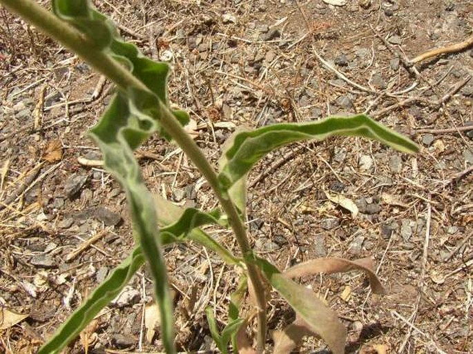 Andryala integrifolia