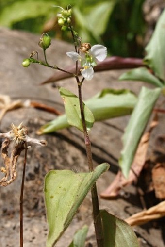 Aneilema forsskalii