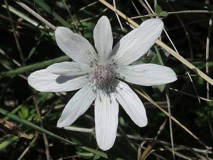 ANEMONE HORTENSIS subsp. HELDREICHII (Boiss.) Rech. f. - sasanka / veternica