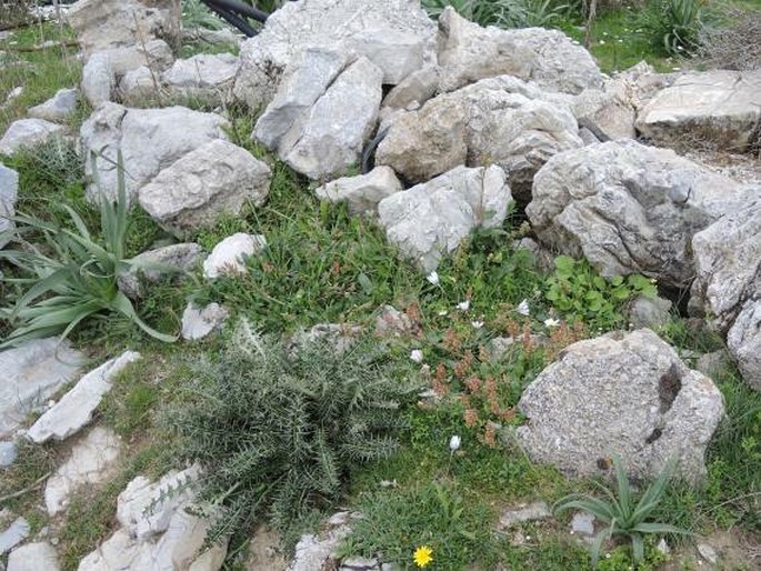 Anemone hortensis subsp. heldreichii