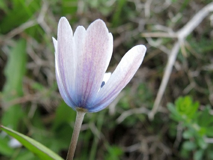 Anemone hortensis subsp. heldreichii