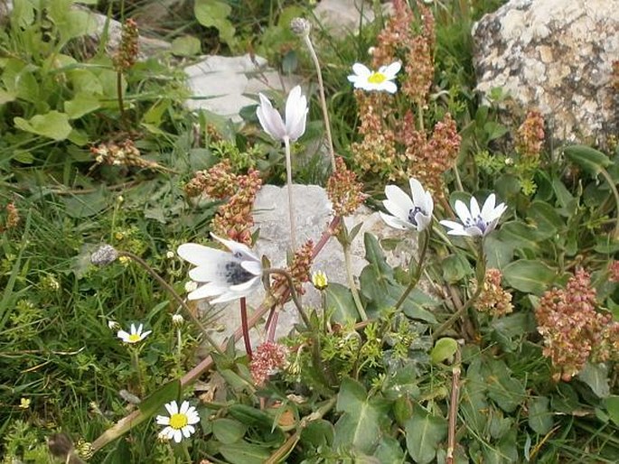 Anemone hortensis subsp. heldreichii