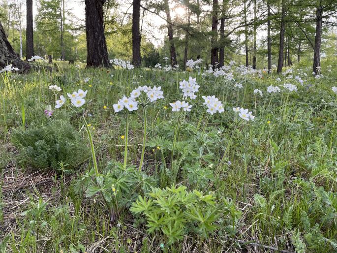 Anemonastrum crinitum