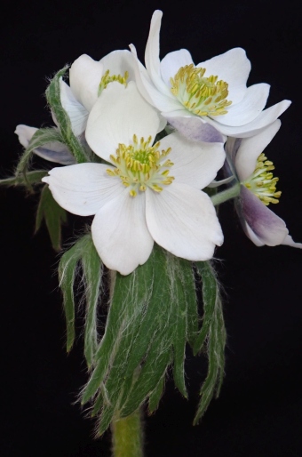 Anemonastrum crinitum