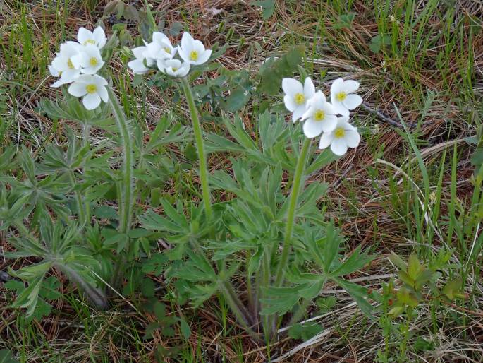 Anemonastrum crinitum